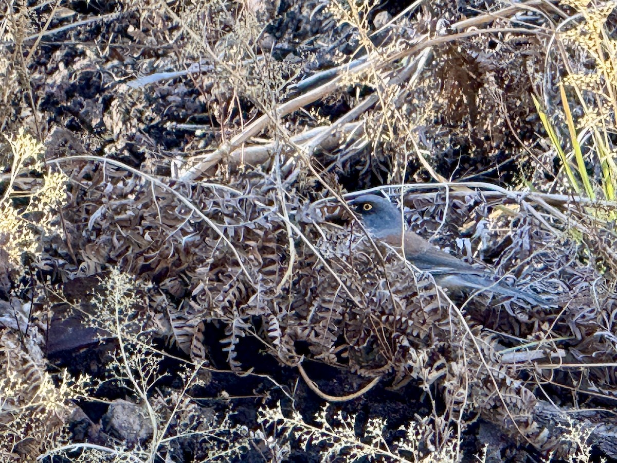 Рыжеспинный юнко - ML646619157