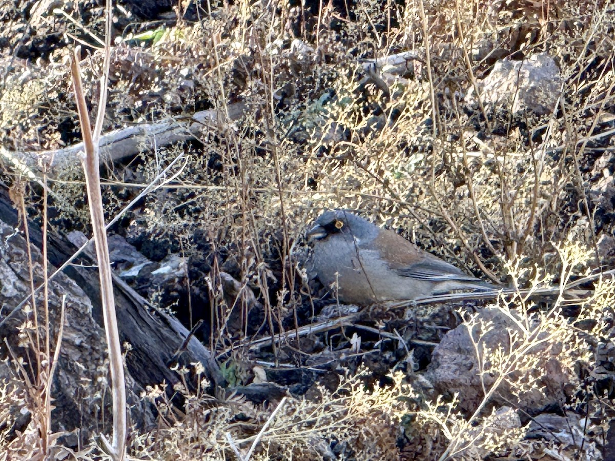 Junco Ojilumbre - ML646619158