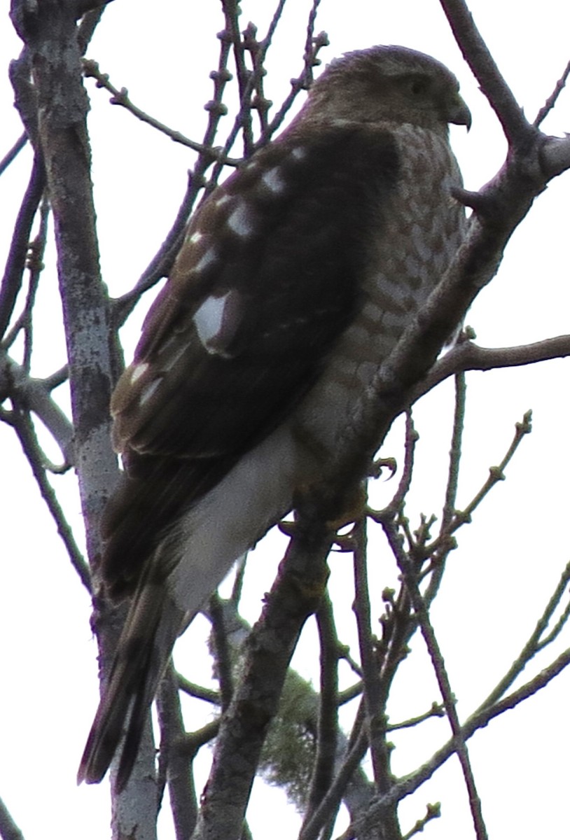 Amerika Atmacası - ML646619160