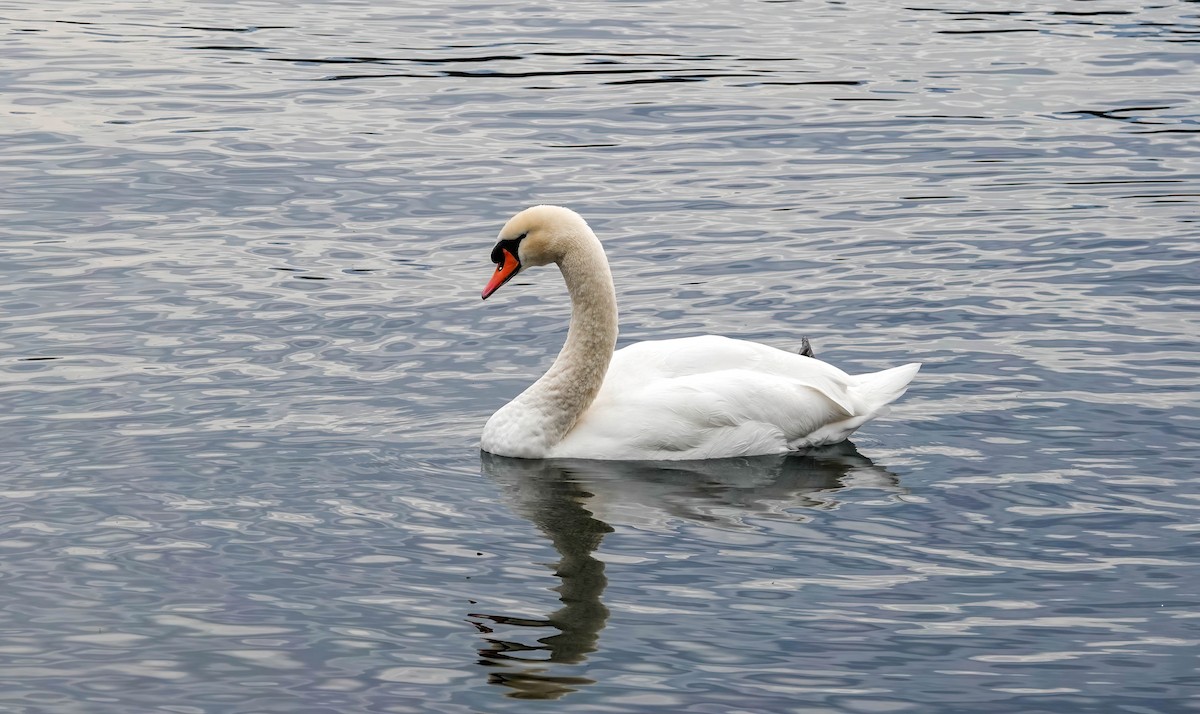 コブハクチョウ - ML646619161