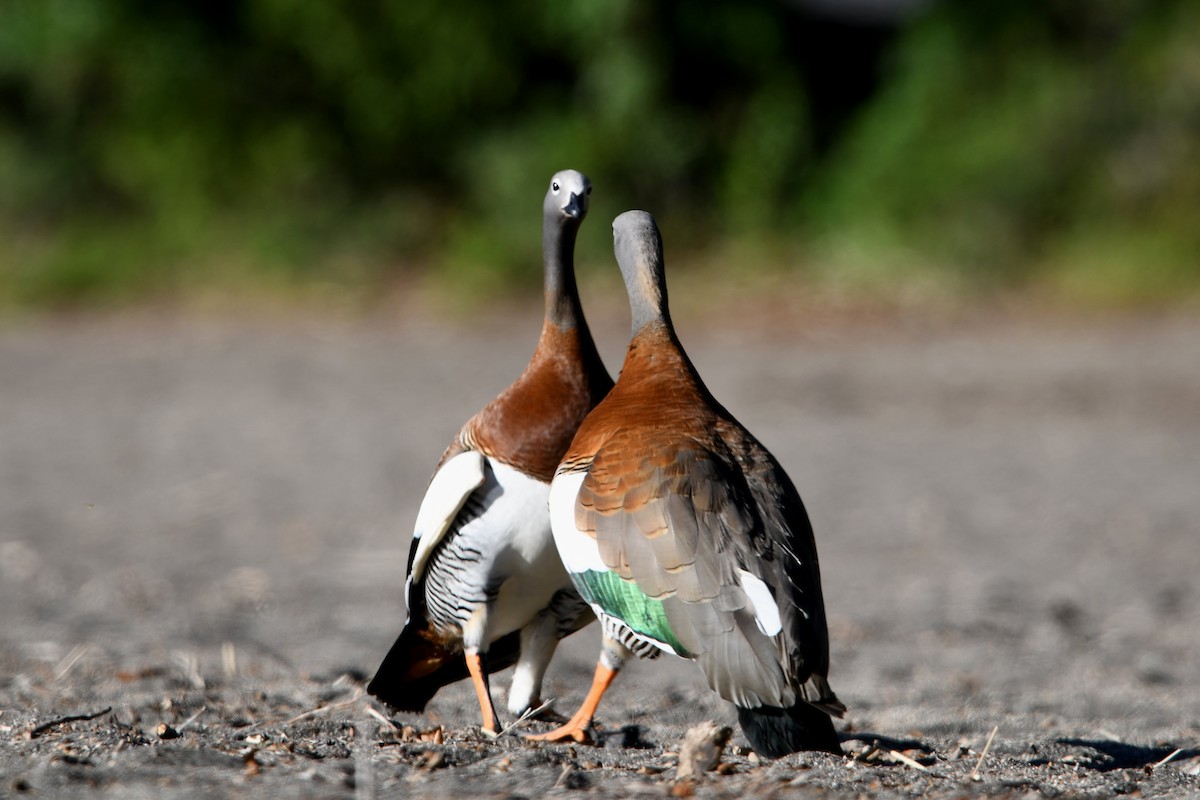 husice rudoprsá - ML646619162