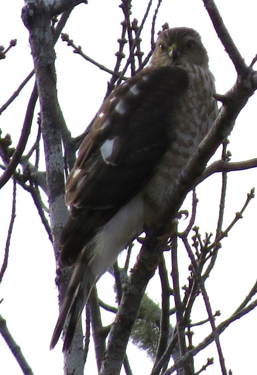 Amerika Atmacası - ML646619164