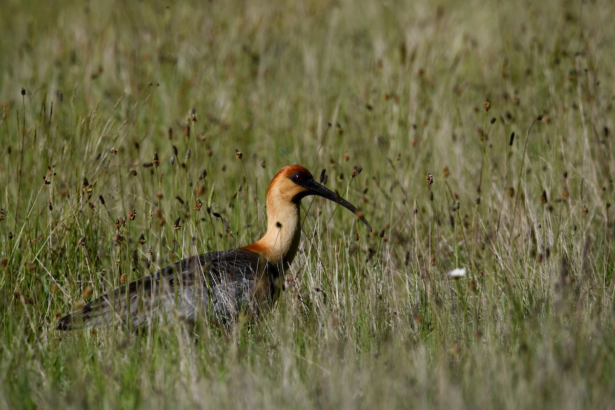 ibis laločnatý - ML646619166