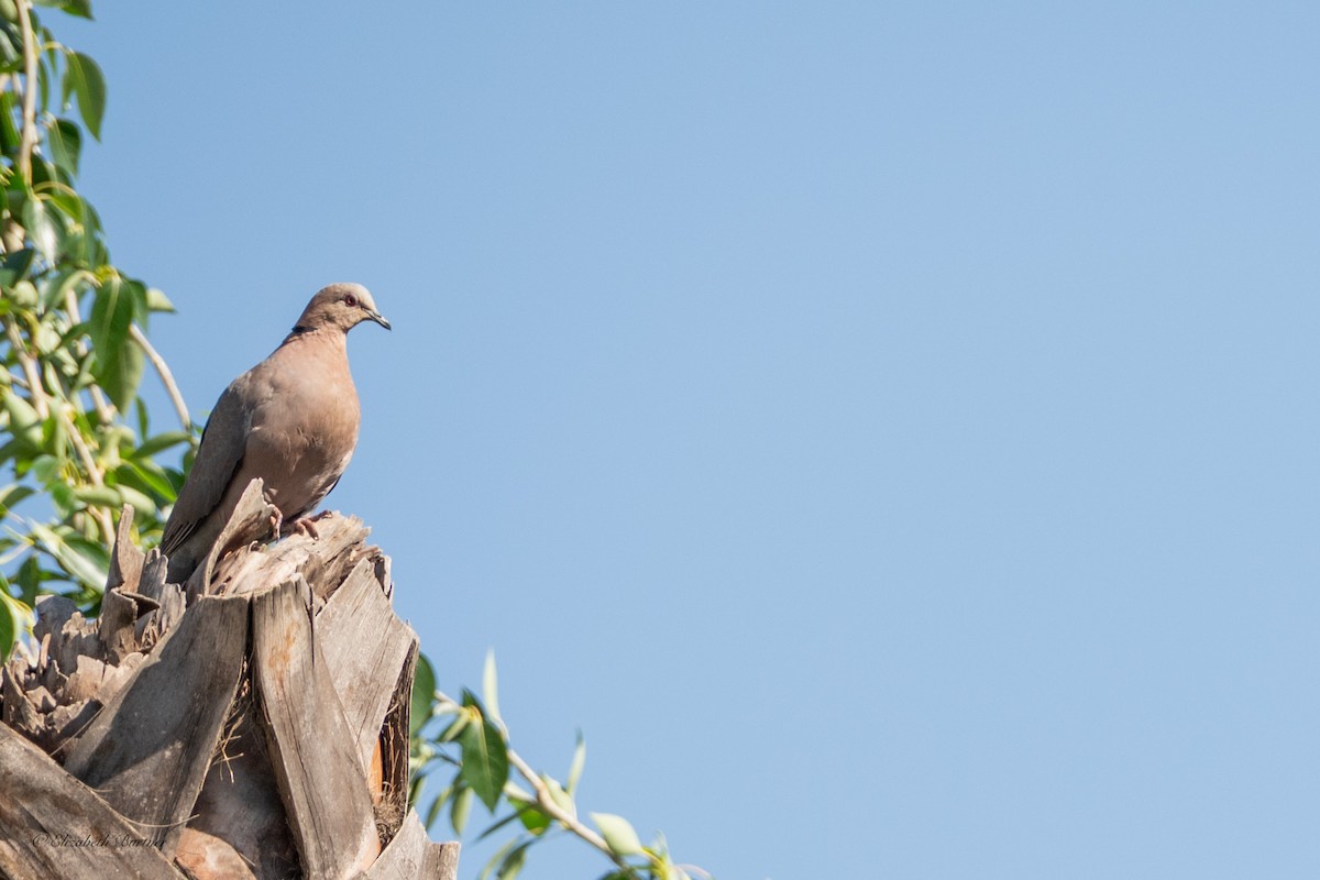 Red-eyed Dove - ML646619167