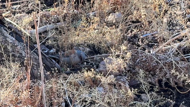 Рыжеспинный юнко - ML646619168