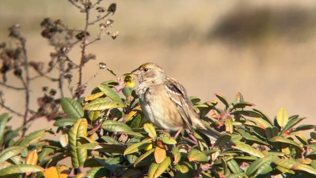 Бруант чорнобровий - ML646619170