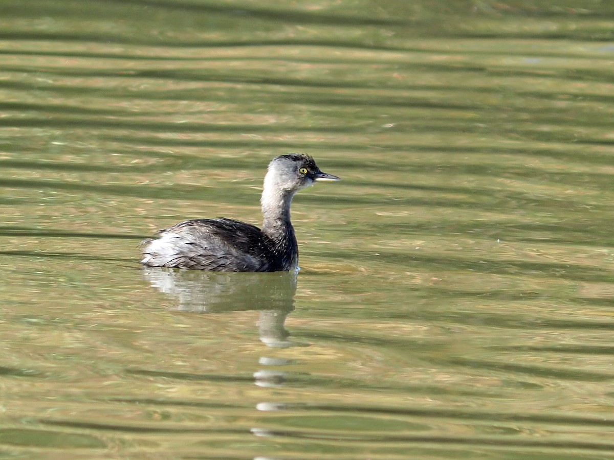 Least Grebe - ML646619171