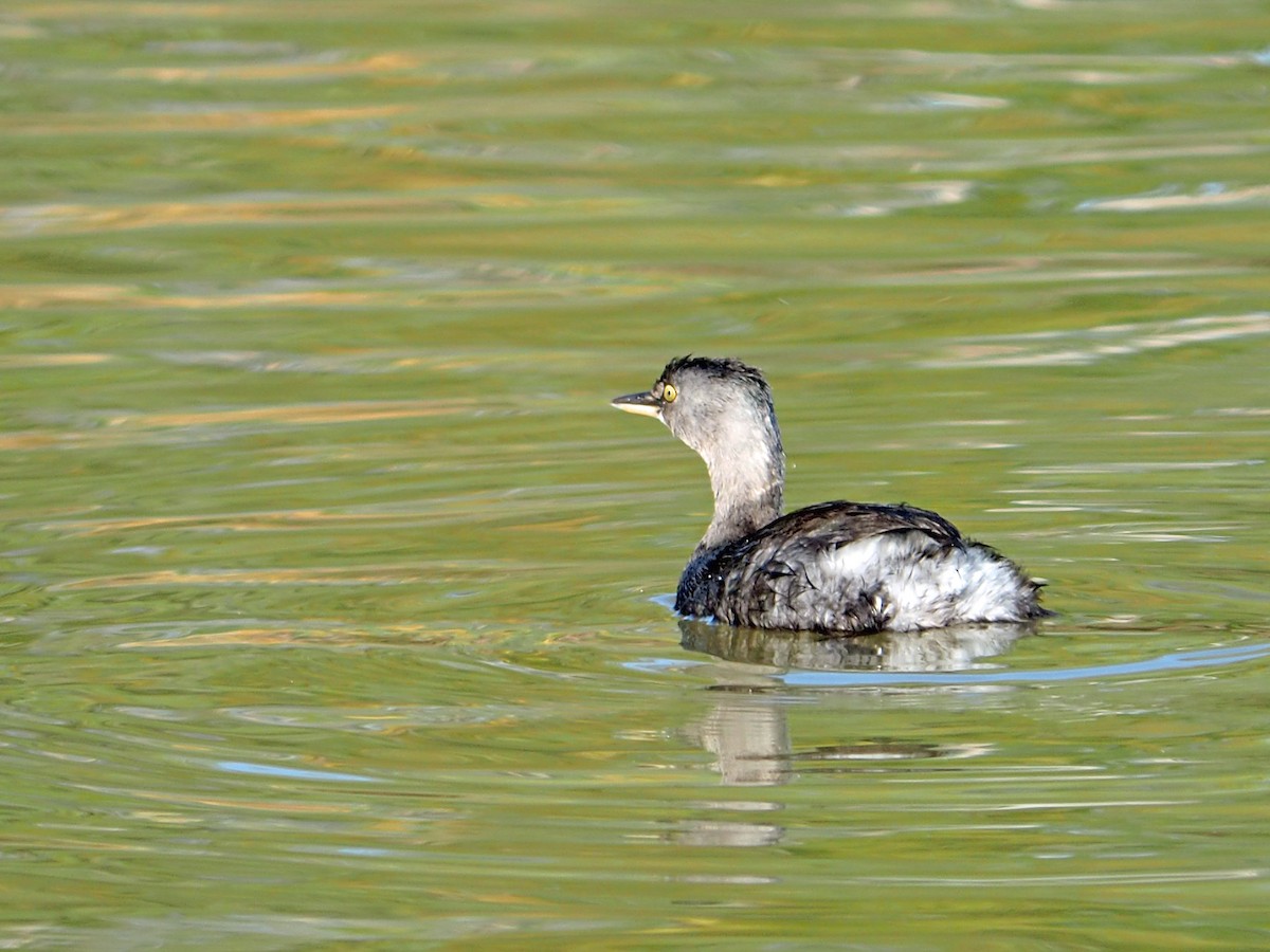 Least Grebe - ML646619172