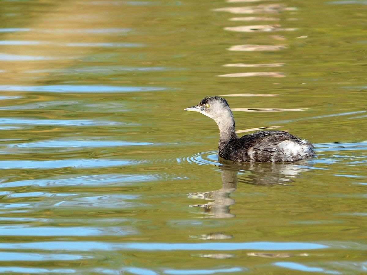 Least Grebe - ML646619173
