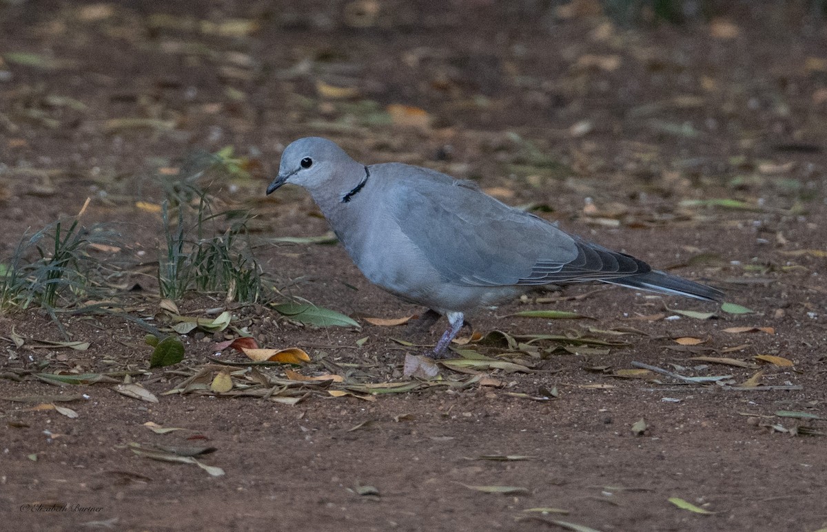 Ring-necked Dove - ML646619178