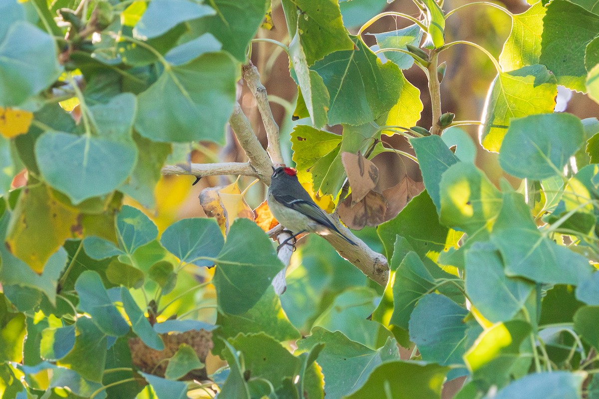 Ruby-crowned Kinglet - ML646619179