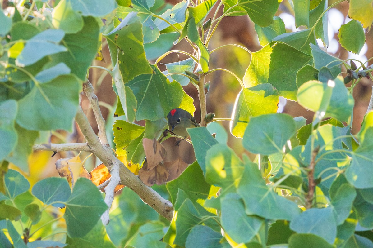 Ruby-crowned Kinglet - ML646619180