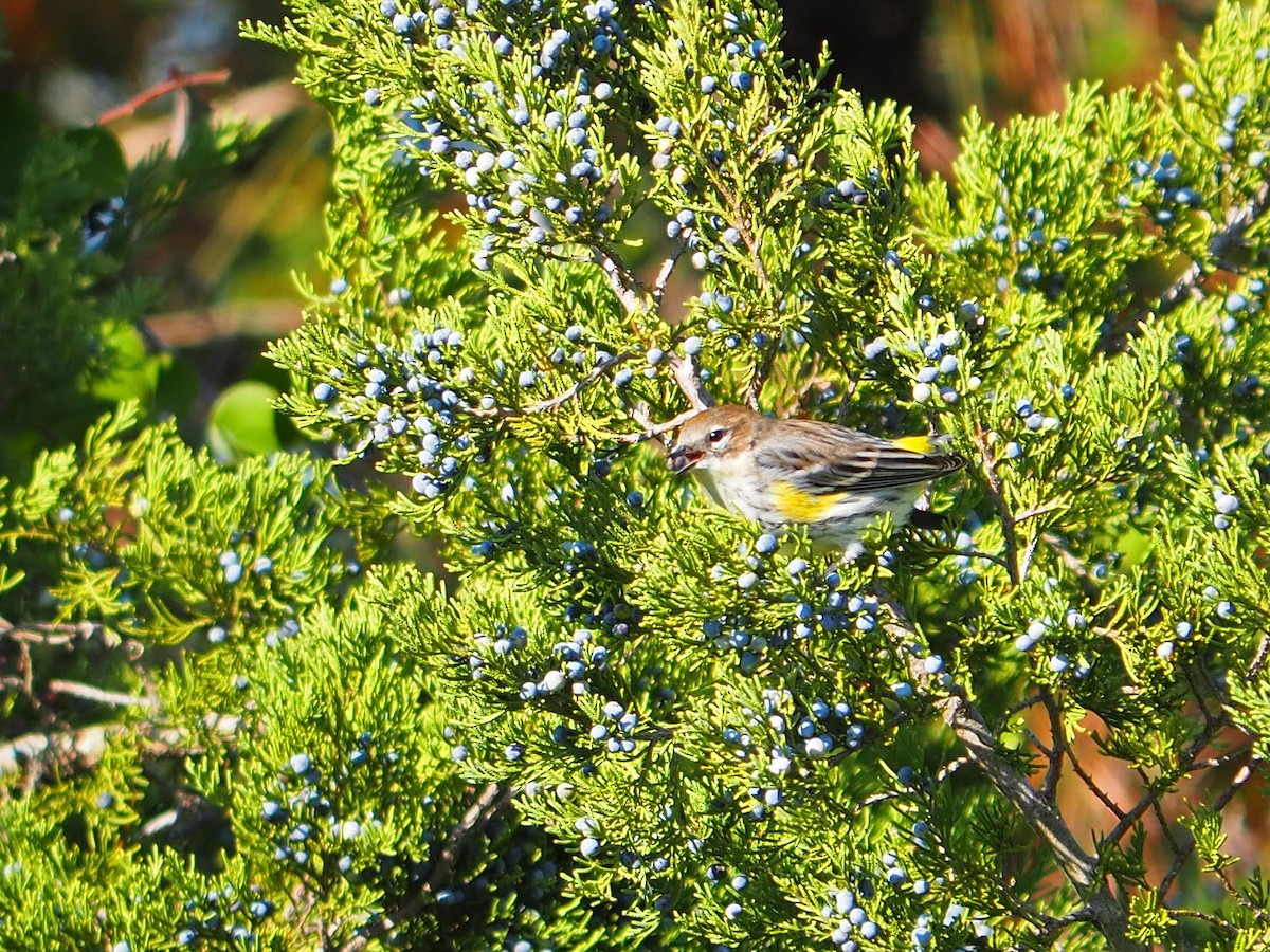 Yellow-rumped Warbler - ML646619181