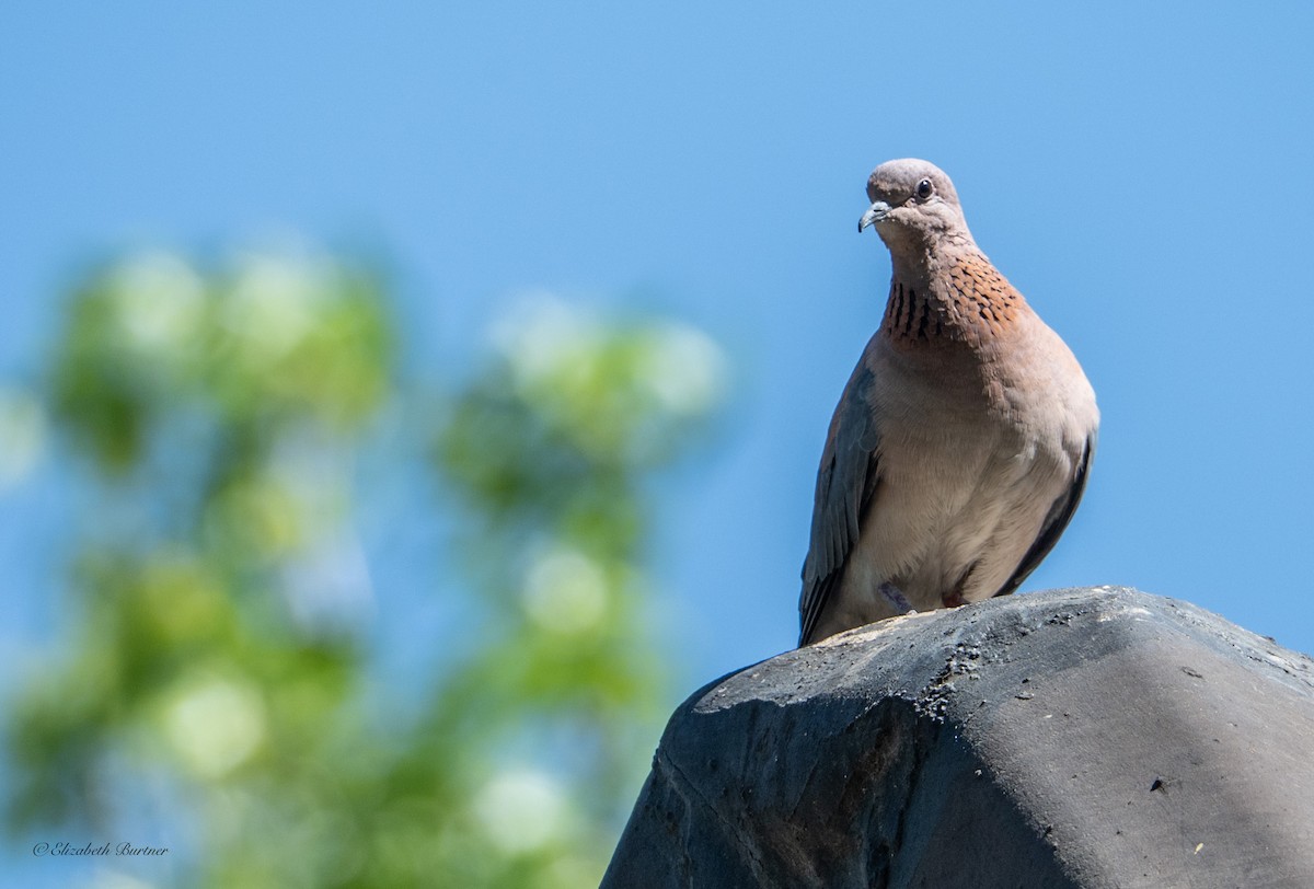 Laughing Dove - ML646619182