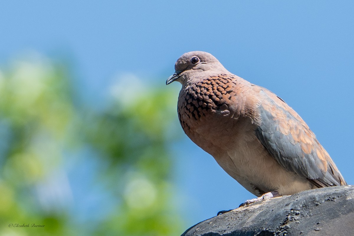 Laughing Dove - ML646619183