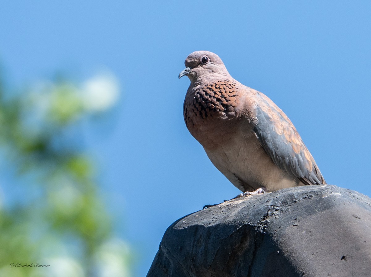 Laughing Dove - ML646619184