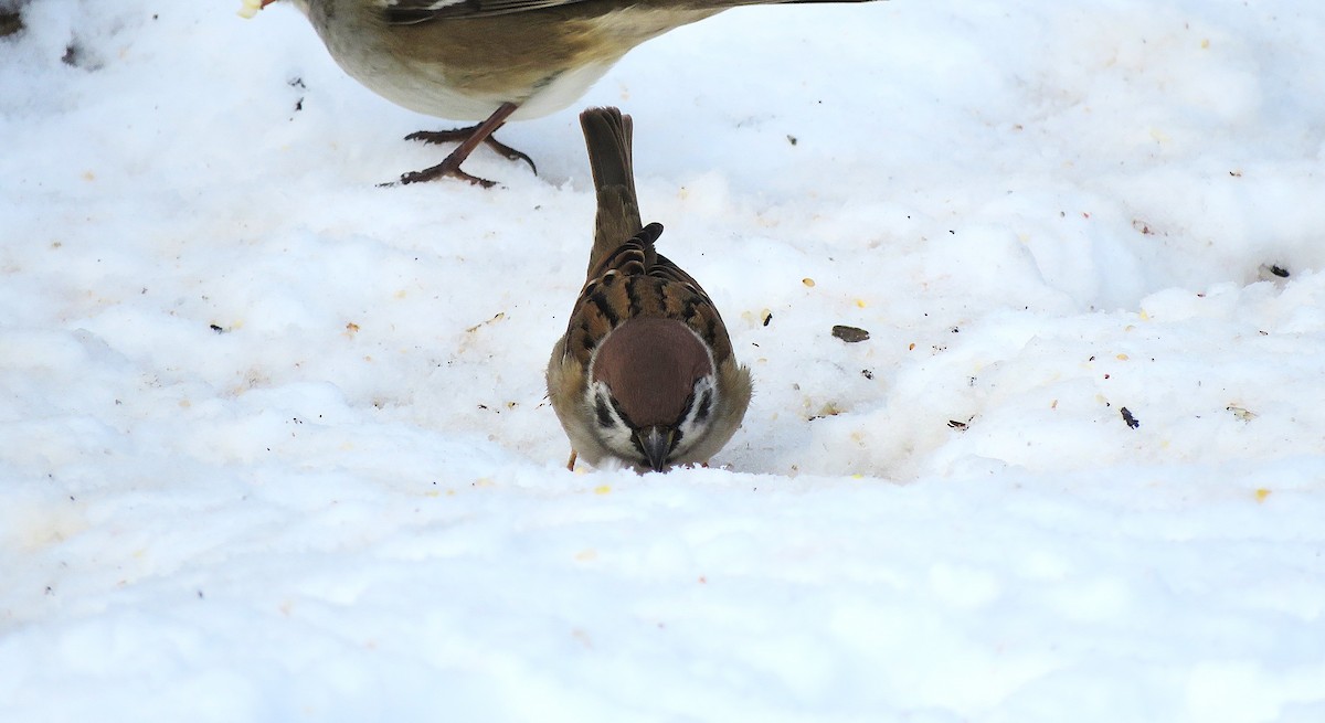 Ağaç Serçesi - ML646619185