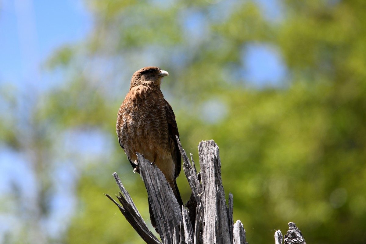 čimango argentinský - ML646619188