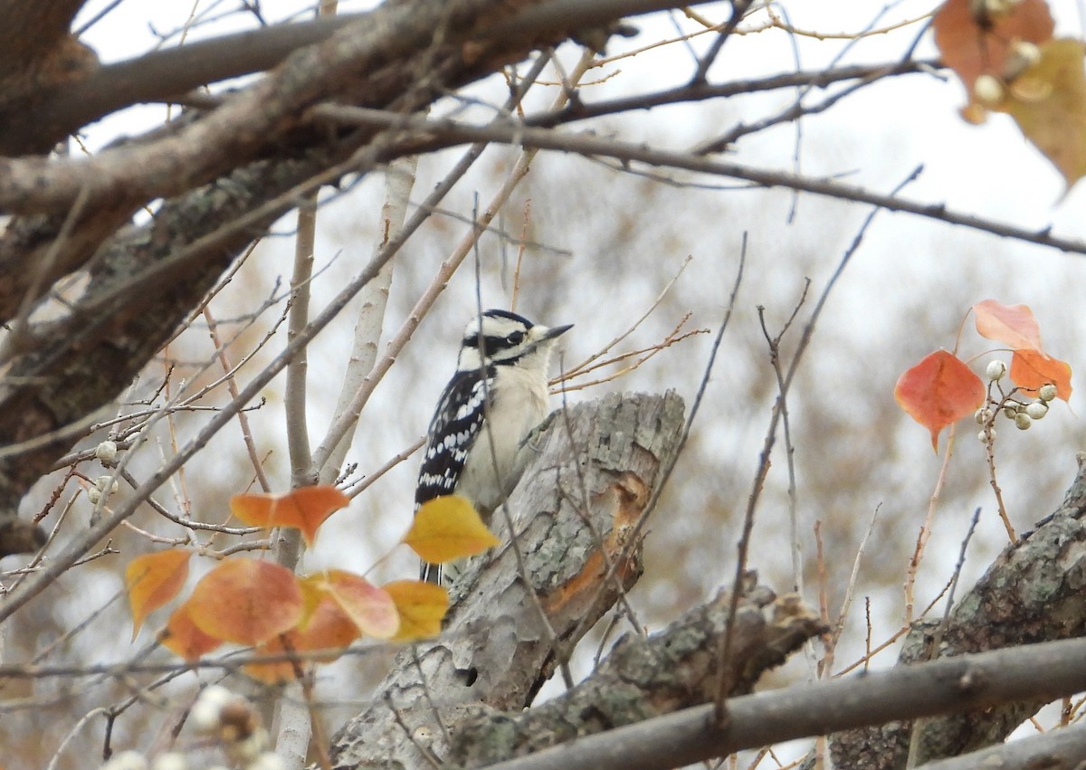 Downy Woodpecker - ML646619189