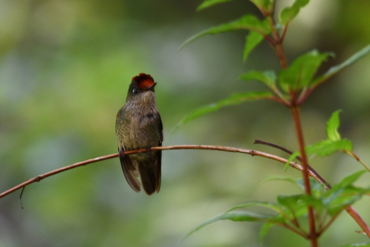 kolibřík chilský - ML646619190