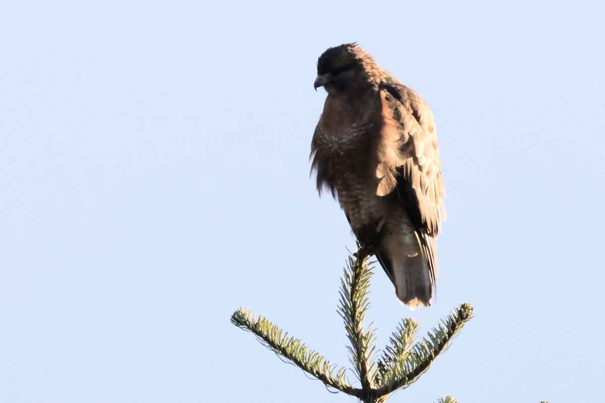 Himalayan Buzzard - ML646619191