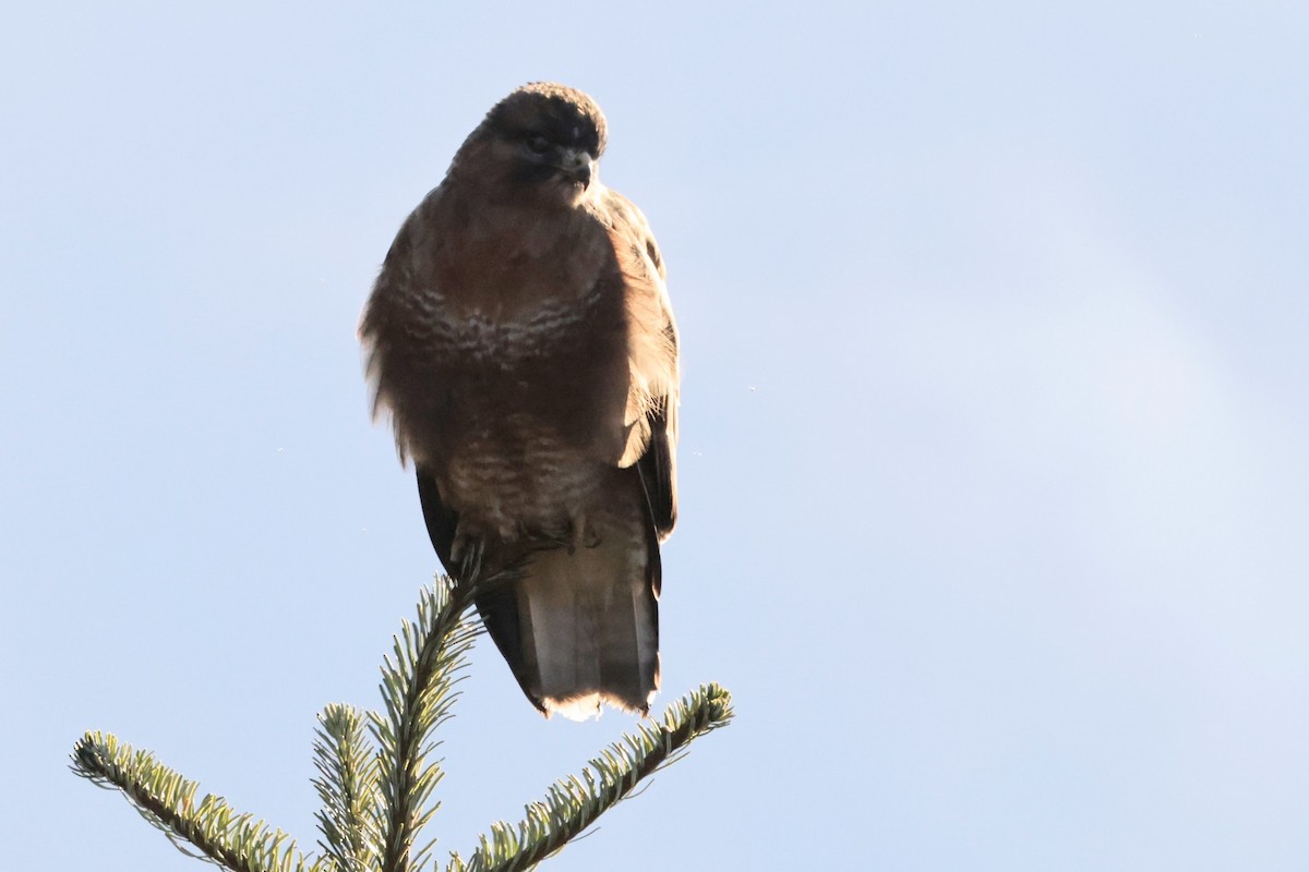 Himalayan Buzzard - ML646619192