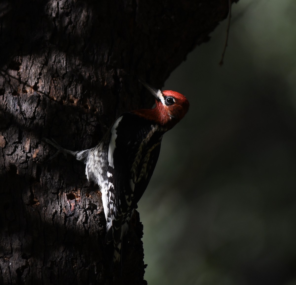 Red-breasted Sapsucker - ML646619193