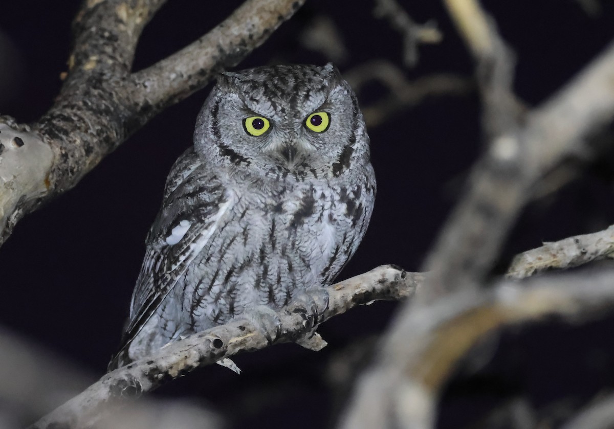 Western Screech-Owl - ML646619196