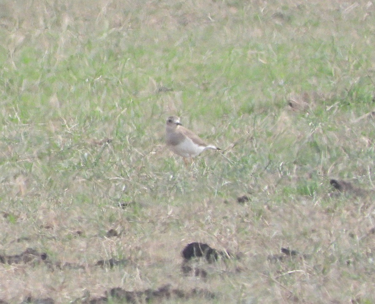 Oriental Plover - ML646619200