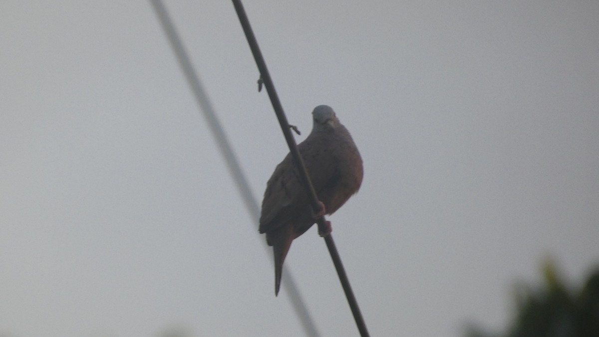 hrdlička černouchá - ML646619201