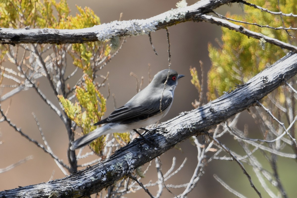 Fire-eyed Diucon - ML646619205