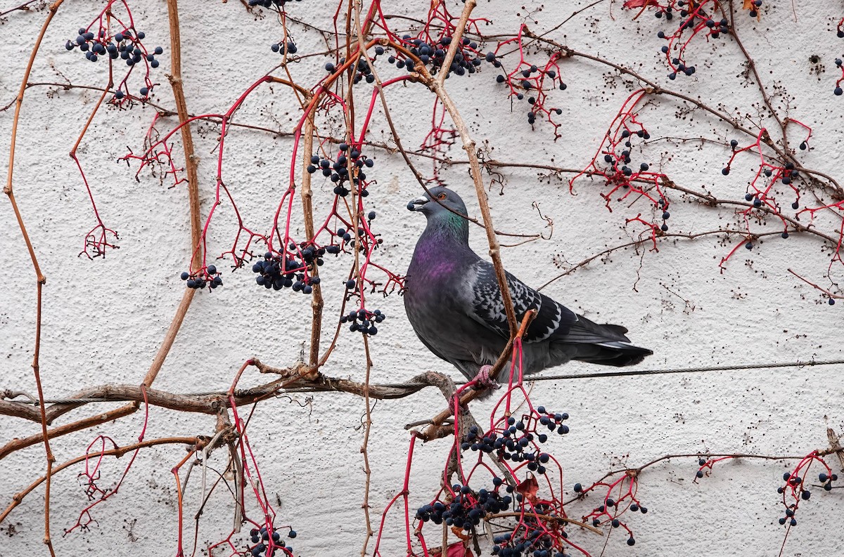 カワラバト（ドバト、家畜型） - ML646619207