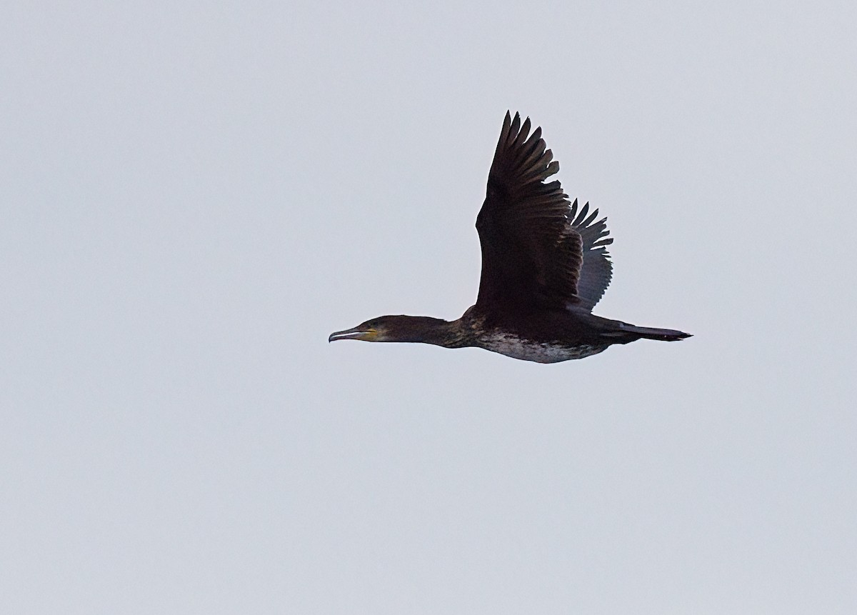 Баклан великий - ML646619208