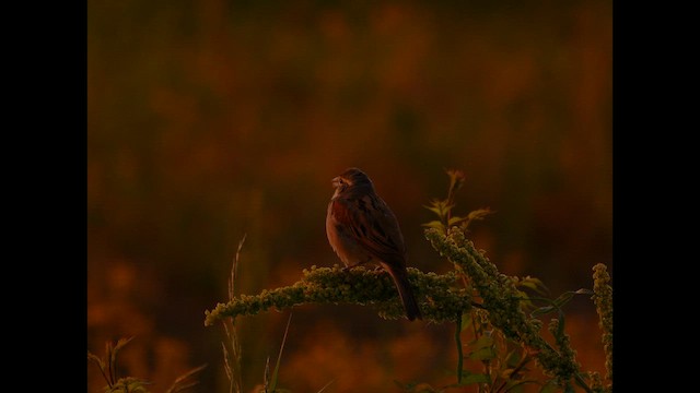 Sarılı Çinte - ML646619209