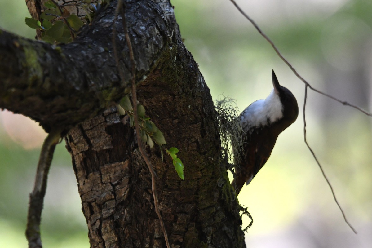 White-throated Treerunner - ML646619212