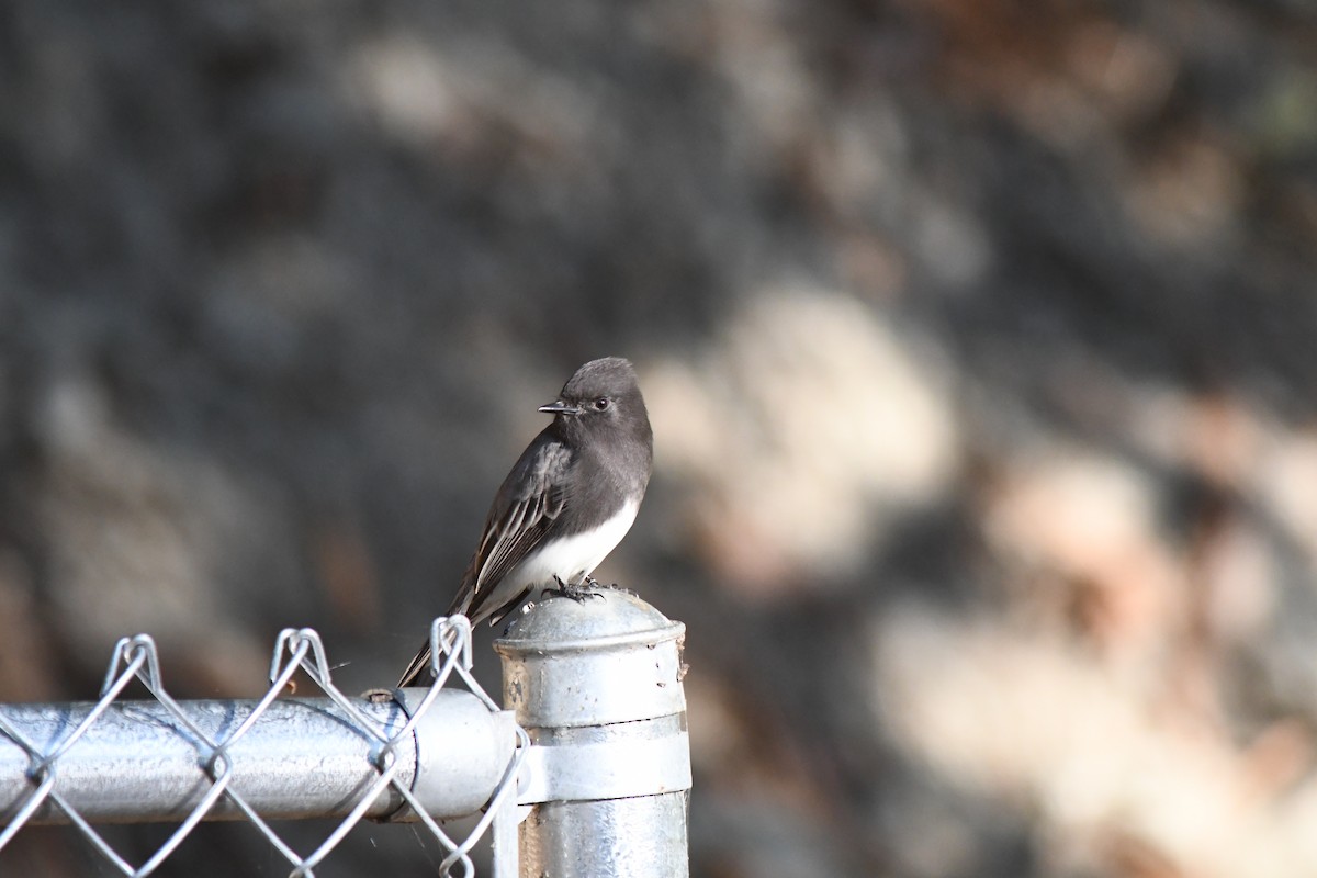 Black Phoebe - ML646619215