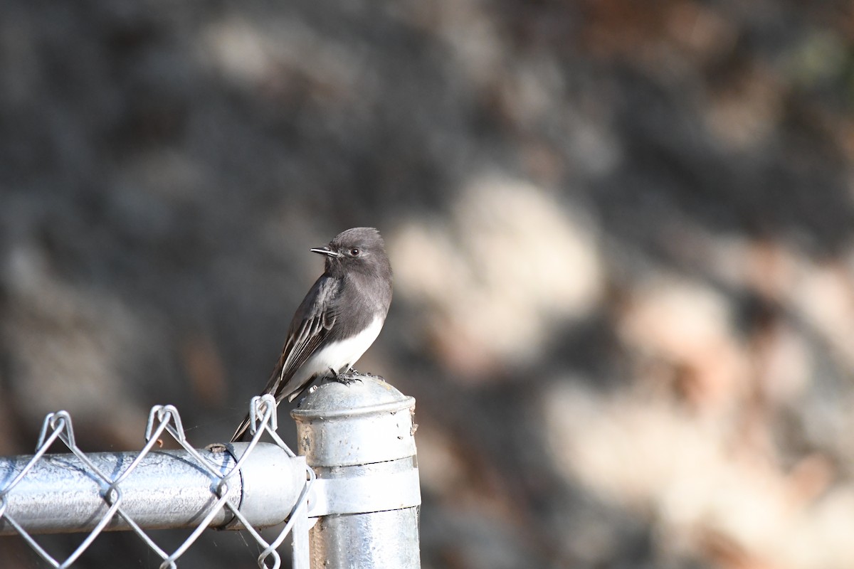 Black Phoebe - ML646619216