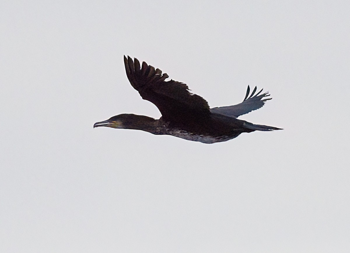 Баклан великий - ML646619217