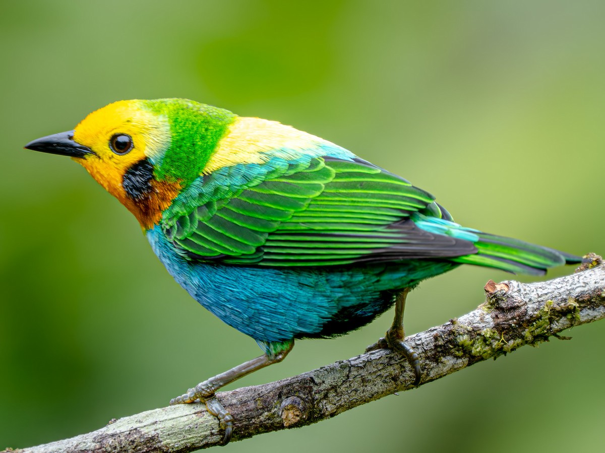 Multicolored Tanager - ML646619218