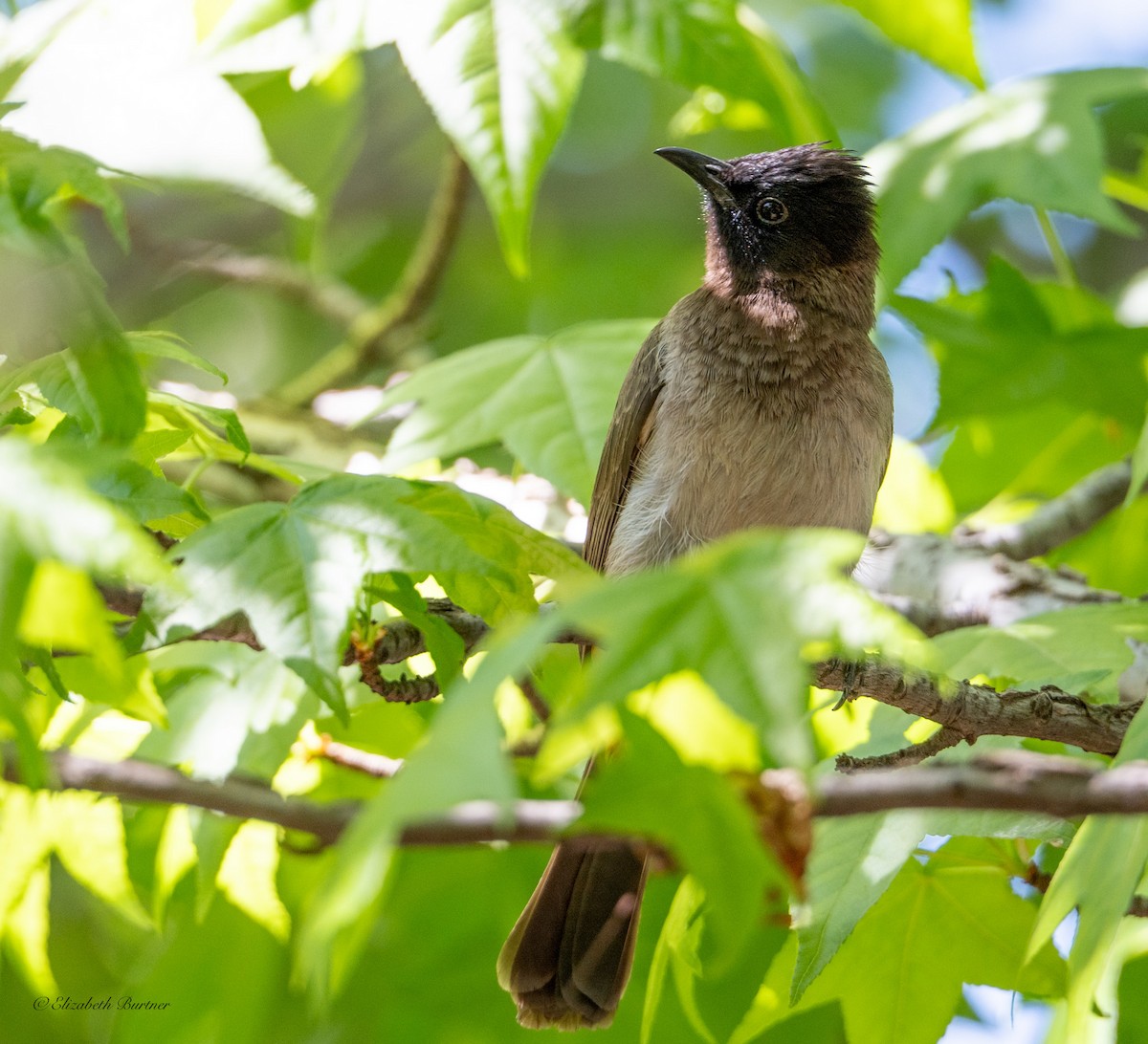 Common Bulbul (Dark-capped) - ML646619219