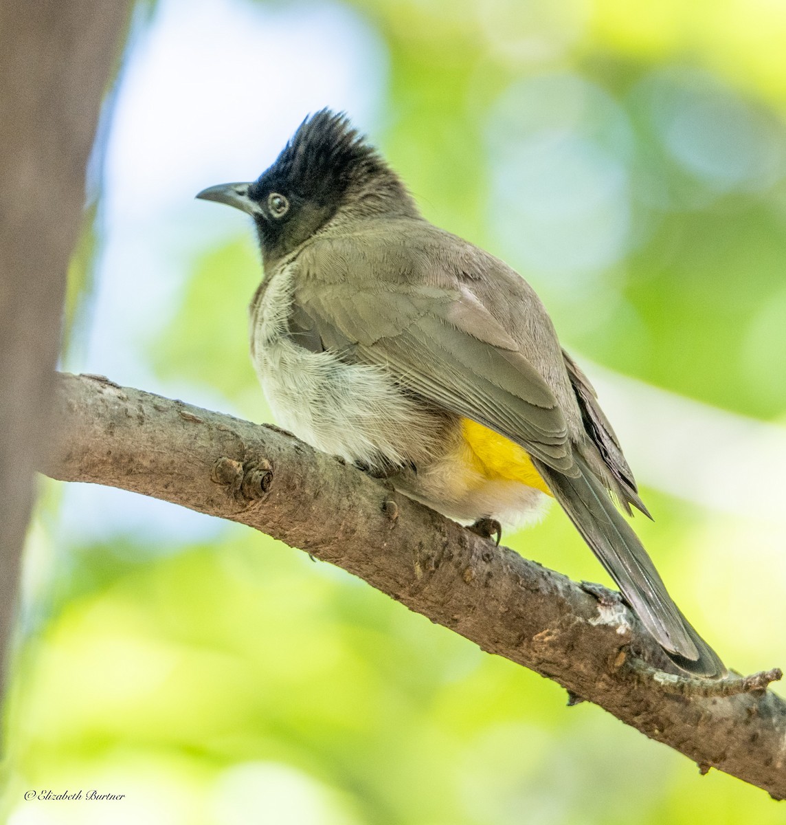 Common Bulbul (Dark-capped) - ML646619220