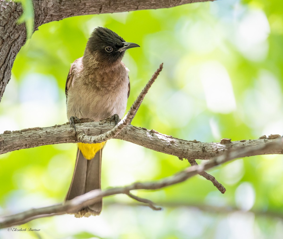 Common Bulbul (Dark-capped) - ML646619221