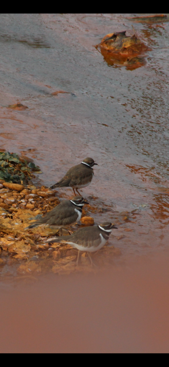 Killdeer - ML646619222