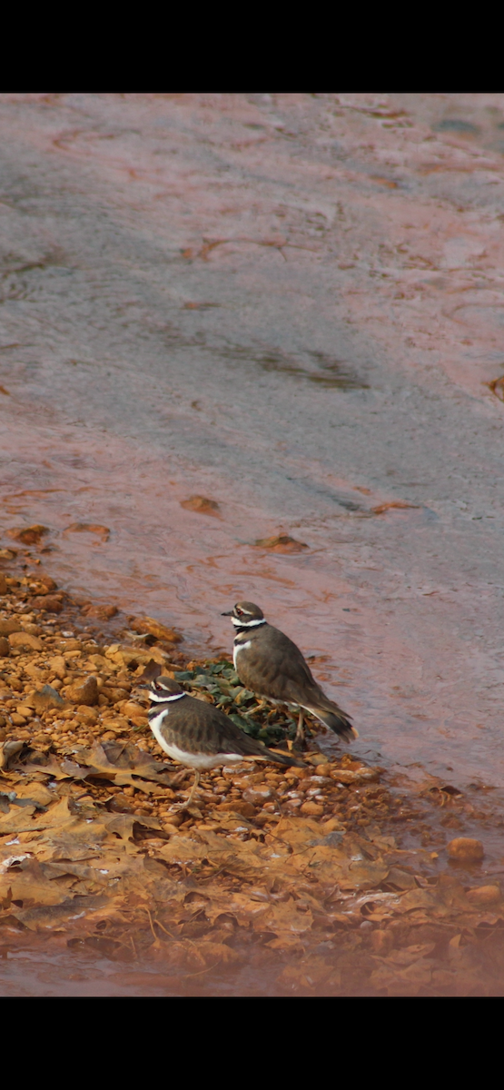 Killdeer - ML646619223