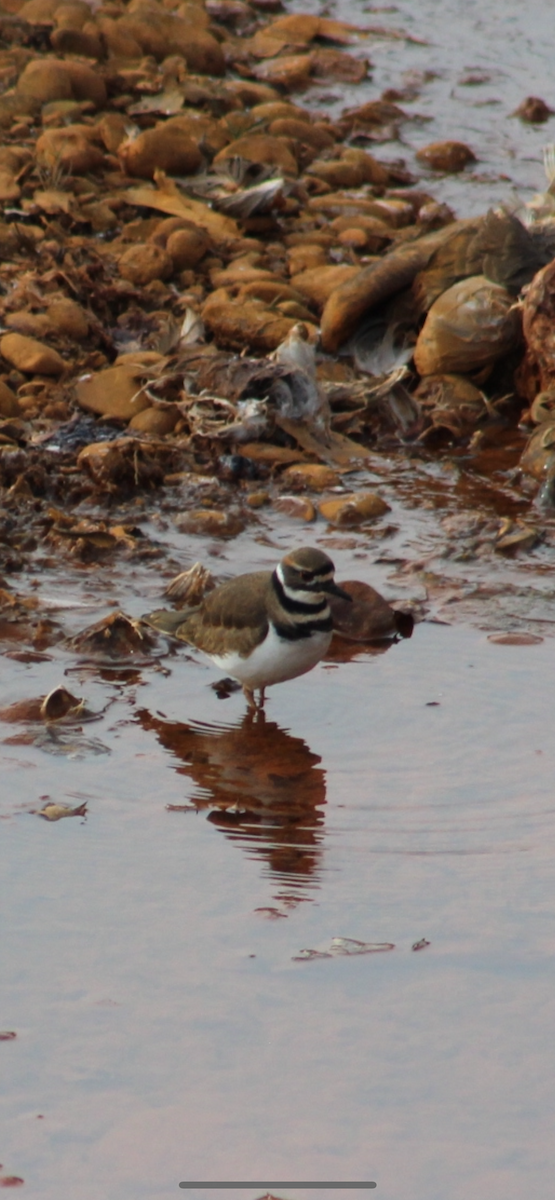 Killdeer - ML646619224