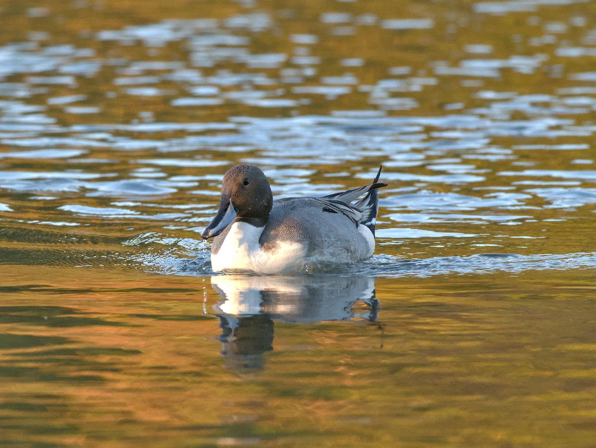Northern Pintail - ML646619227