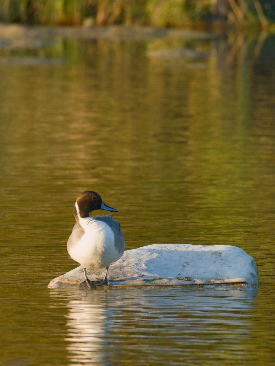 Northern Pintail - ML646619228