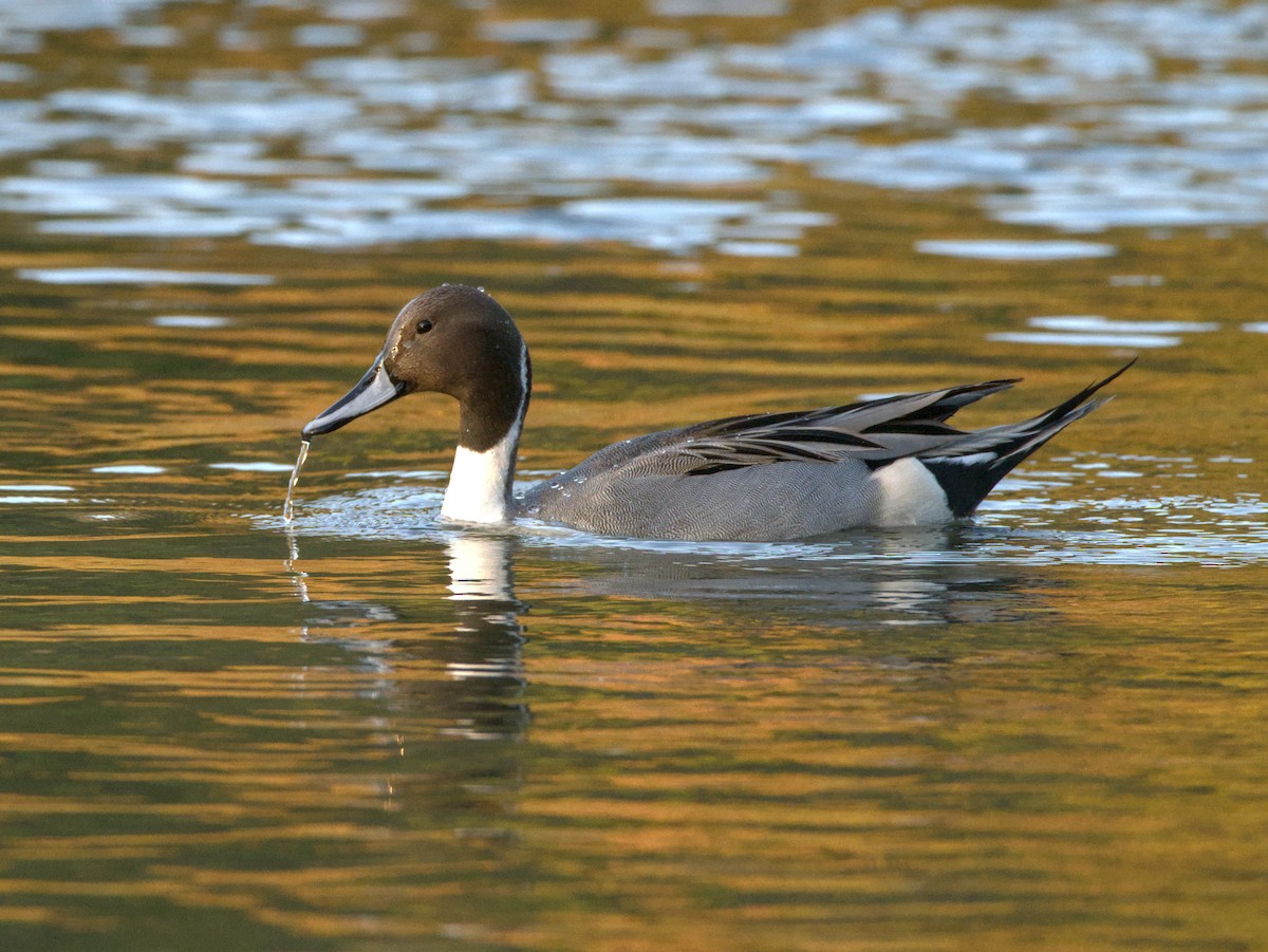 Northern Pintail - ML646619229