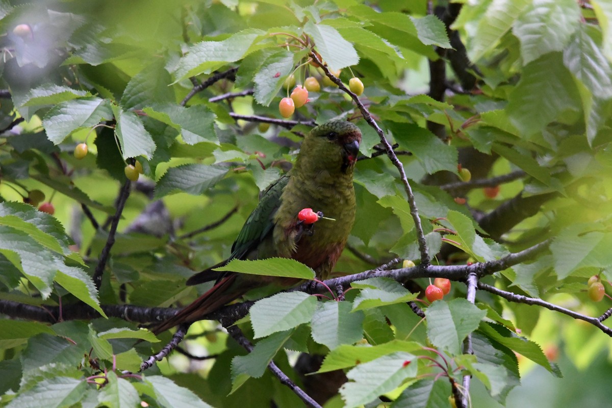 kogna smaragdový - ML646619232