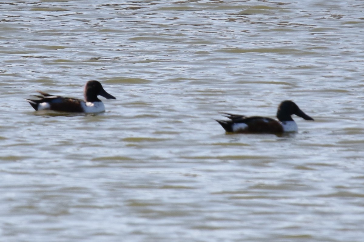 Халбага нугас - ML646619234